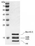 Recombinant Histone Octamer (H3.3) - biotinylated, protein gel.
