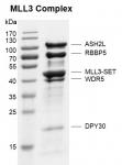 Recombinant KMT2C (MLL3) complex Coomassie gel