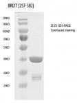 BRDT (257-382), GST-Tag protein gel.