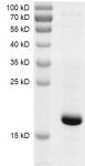 Recombinant BRPF3 (576-701) protein