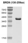 BRD9 (130-259) protein Coomassie gel