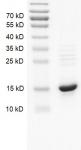 Histone H2A protein Coomassie gel