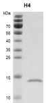 Recombinant Histone H4, His-Tag Coomassie gel