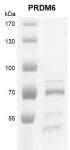 PRDM6 protein Coomassie gel