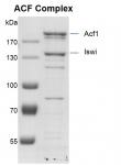ACF complex Coomassie gel