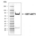 AKT1 protein Coomassie gel