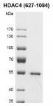 Recombinant HDAC4 (627-1084) protein gel.