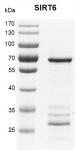 Recombinant SIRT6 SDS-PAGE gel.