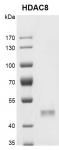 Recombinant HDAC8 protein gel.