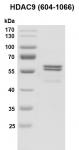 Recombinant HDAC9 (604-1066) protein gel.