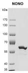 Recombinant NONO protein gel.