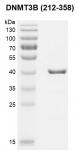 Recombinant DNMT3B (212-358) gel.