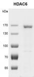 Recombinant HDAC6 protein gel.