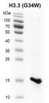 Recombinant Histone H3.3 (G34W) protein SDS-PAGE gel.