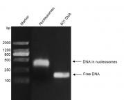 Recombinant Mononucleosomes (H2A.Bbd) - biotinylated, DNA gel.