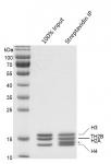 Streptavidin Pull-down of Biotinylated Recombinant Mononucleosomes (TH2B)