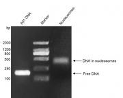 Recombinant Mononucleosomes (TH2B) - biotinylated DNA gel.