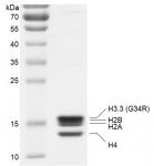 Recombinant Polynucleosomes H3.3 (G34R) protein gel.