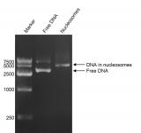 DNA Gel-shift assay for Recombinant Polynucleosomes H3.3 (G34R). 