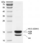 Recombinant Polynucleosomes H3.3 (G34V) protein gel.
