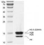 Recombinant Polynucleosomes H3.3 (G34W) protein gel.