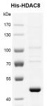 Recombinant HDAC8 His-Tag protein, His-Tag gel.