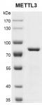Recombinant METTL3 protein gel.