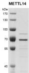 Recombinant METTL14 protein gel.