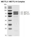 Recombinant METTL3 / METTL14 complex.