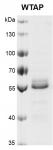 Recombinant WTAP protein gel.