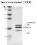 Recombinant Mononucleosomes (H2A.X) - biotinylated, SDS-PAGE.