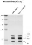 Streptavidin pull-down of Recombinant Mononucleosomes (H2A.X) - biotinylated.