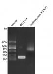 Recombinant Mononucleosomes (H2A.X) - biotinylated, DNA gel.