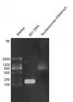 Recombinant Mononucleosomes H3K9me3 (EPL) DNA gel.
