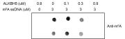 Dot-Blot assay for Recombinant ALKBH5 protein activity.
