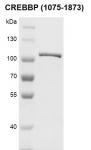 Recombinant CREBBP (1075-1873) protein, SDS-PAGE gel.