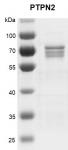 Recombinant PTPN2 protein gel.