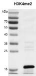 Recombinant Histone H3K4me2 (MLA) protein gel.