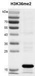 Recombinant Histone H3K36me2 (MLA) protein gel.