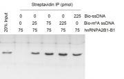 Recombinant hnRNPA2B1-B1 protein activity assay.