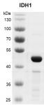 Recombinant IDH1 protein, SDS-PAGE gel.