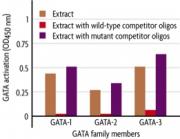 Figure 1: Monitoring GATA family member activation using the TransAM GATA Family Kit.