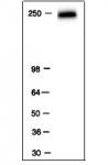 RNA pol II antibody (mAb) tested by Western blot.