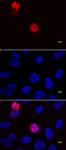 Histone H3S28ph antibody (mAb) tested by immunofluorescence.