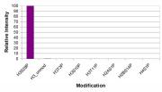 Histone H3 phospho Ser28 antibody (mAb) specificity tested by peptide array analysis.