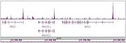 ASH2L antibody (pAb) tested by ChIP-Seq.