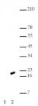 Histone H2AK5ac antibody (pAb) tested by Western blot.