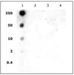 Histone H2AK5ac antibody (pAb) tested by dot blot analysis.