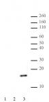 Histone H2AK9ac antibody (pAb) tested by Western blot.