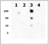 Histone H2AK9ac antibody (pAb) tested by dot blot analysis.
